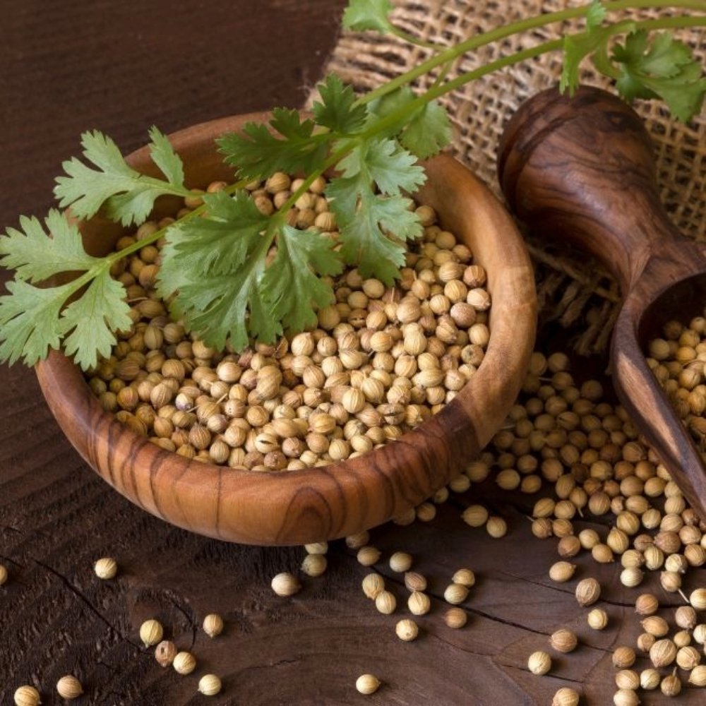 Coriander Seeds - Vistara Vertex Global